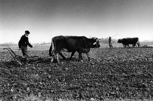 Vita del contadino marsicano del ‘900 tra fitti e tasse